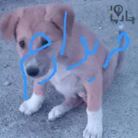 توله مالینویز گرگی