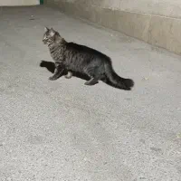 گربه نژاد DSH