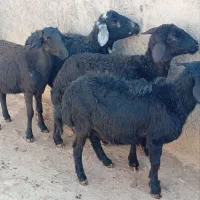 فروش۵راسبرهمادهشیشکقرهقزلافشاریلخت|حیوانات مزرعه|کنگاور, |دیوار