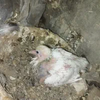 بیشتر دم سفید