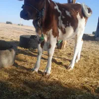 گوساله ماده