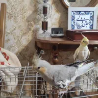 عروس هلندی جفت خورده