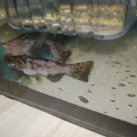 کت چوبی یا(پنگوسی چوبی)