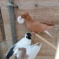 زرد دم ‌سفید .طوقی کارتنی