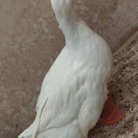 اردک ها رسمی هستن|حیوانات مزرعه|تهران, بهارستان|دیوار