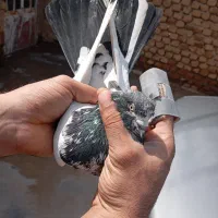 کله دم سبز ....