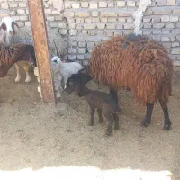 میش شیشک توقولی زایده