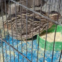 بلدرچین نر|حیوانات مزرعه|سهند, |دیوار