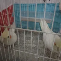 عروس هلندی