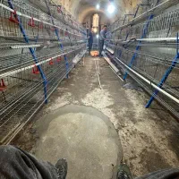 قفس منبری ۶۲۴ سر در حد سالم سالم