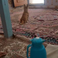 جفت گیری ماده پامر