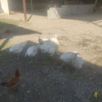 بقلمون گوشتی