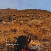 گوسفند فروشی