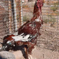 سلام. تعداد ۱۶عدد مرغ وخروس،۲تا خروس لاری،۸تا جوجه|حیوانات مزرعه|قزوین, |دیوار