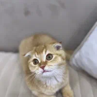 فروش گربه اسکاتیش دبل فولد نر سه ماهه رنک گلد