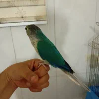 یک جفت گرینچیک تراکوییس نروماده