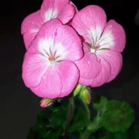 فروش چای دوغزال کشتی نشان اصل ایرانی
