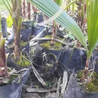 فروش پالم واشنگتن تنه قرمز نایلکسی|گل و گیاه طبیعی|رودسر, |دیوار