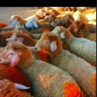 فروش گوسفند زنده نر با ذبح و حمل رایگان