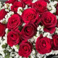 گل رز هلندی زیر قیمت بازار