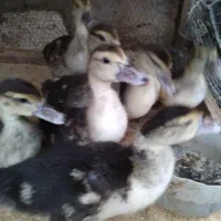 جوجه اردک روسی|حیوانات مزرعه|آمل, |دیوار