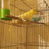 مرغ عشق  ، طوطی، عروس هلندی|پرنده|لالی, |دیوار