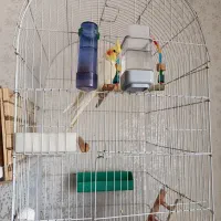 عروس هلندی مولد لوتینو