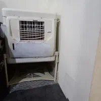 کولرابی سالم. با پایه