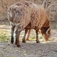 شیشک دورگ چینی