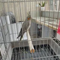 عروس هلندی نر