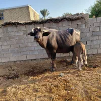 گاومیش شادگان