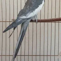 عروس هلندی سالم و سرحال
