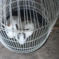 خرگوش