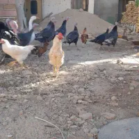 بوقلمون ماده وخروس وغاز صائین قلعه