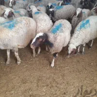 جایگاه بهداشتی گوسفند در غرب تهران زنده وتازه|حیوانات مزرعه|تهران, شهرک صدرا|دیوار