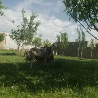 قوچ