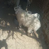 گوسفند و بز نر|حیوانات مزرعه|زابل, |دیوار