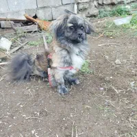 سگ شیتزو نر