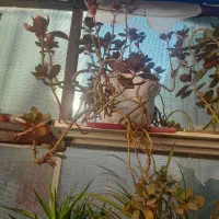 حراج حراج انواع گل|گل و گیاه طبیعی|شاهرود, |دیوار