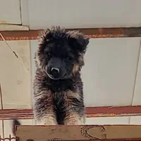 توله.ژرمن.شولاین