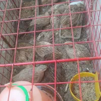 جوجه بلدرچین