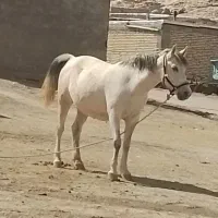 کره مادیان کورد اصیل|اسب و تجهیزات اسب‌سواری|کوهدشت, |دیوار