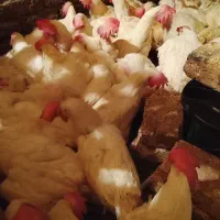 مرغ سفید تخم گذار