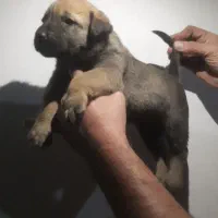 توله مالینویز اصیل جفتش ماده هست|سگ|تهران, جیحون|دیوار