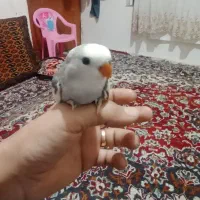 پرنده|پرنده|بهشهر, |دیوار