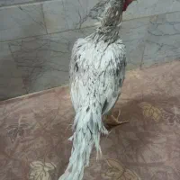 مرغ و خروس لاری طوسی افغان|حیوانات مزرعه|تهران, بازار آهن|دیوار