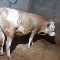 گوساله سیمینتال