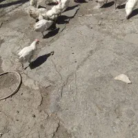 مرغ تخ گذار