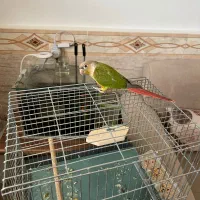 طوطی گریتچیک