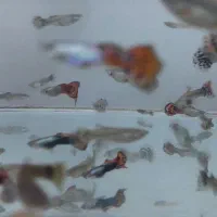 ماهی گوپی حراج‌ شد قیمتی که  می‌خواهید بخرید